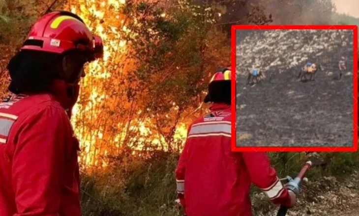 Rilindja e Ramës/ Parku Natyror në Prespë prej 6 ditësh në flakë, uji transportohet me mushka