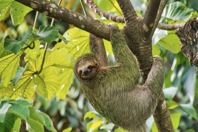 Virusi i sloth, çfarë dimë dhe ku po përhapet