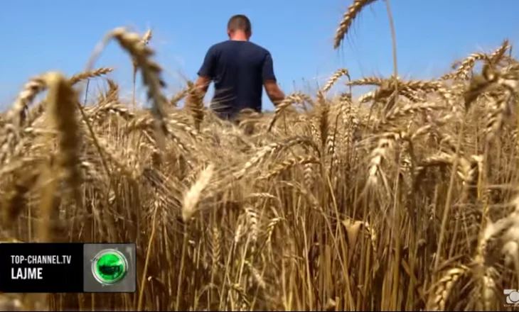 Farmers in Divjaka gave up wheat to plant sunflowers, but the market continues to shrink