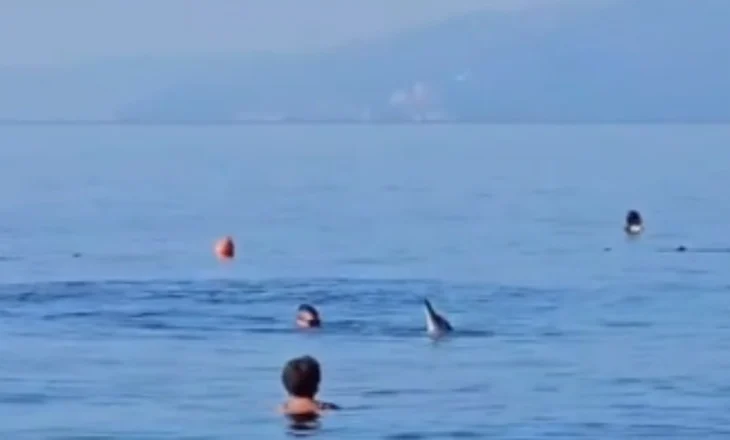 VIDEO/ Pamje mahnitëse nga bregdeti i Adriatikut, delfini noton dhe luan së bashku me turistët