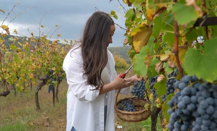 Albanian farmers open their vineyards for foreign tourists who collect their own fruit in Berat