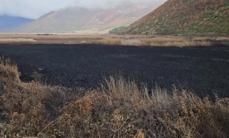 Experts condemn the destruction of the Prespa e Vogël lake by burning of the reeds