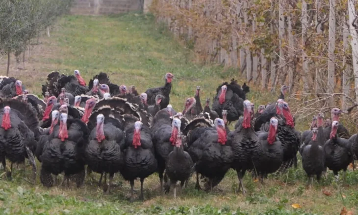 Kriza e gjelit të detit/ Çmimi i ulët i pularive rrezikon, fermerët që rrisin shpendët në mënyrë organike