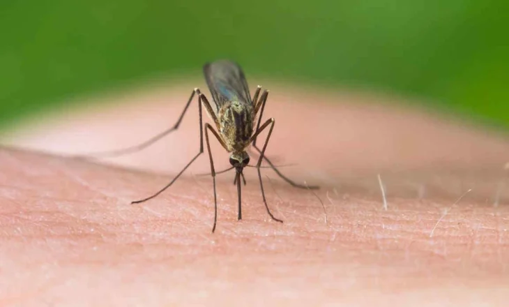 Rikthehet pas 50 vjetësh malaria, shfaqet një rast në Itali