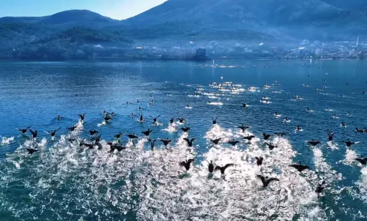 Benet Beci vjen me “Një mëngjes i bukur këtu në Shkodër!”