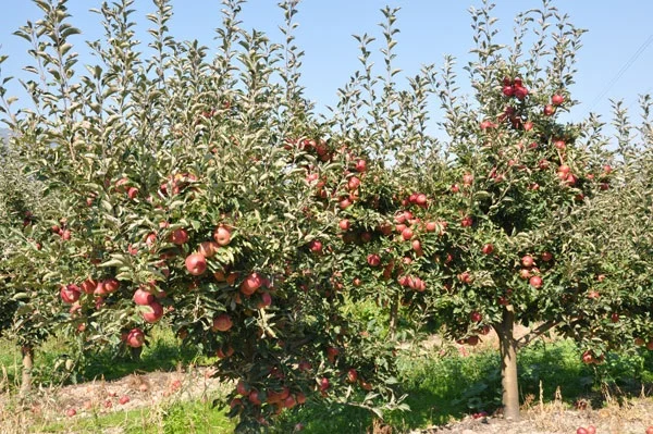 Dëbora e papritur shkatërron pemët në lulëzim Korçë, fermerët detyrohen t’i mbrojnë me zjarre