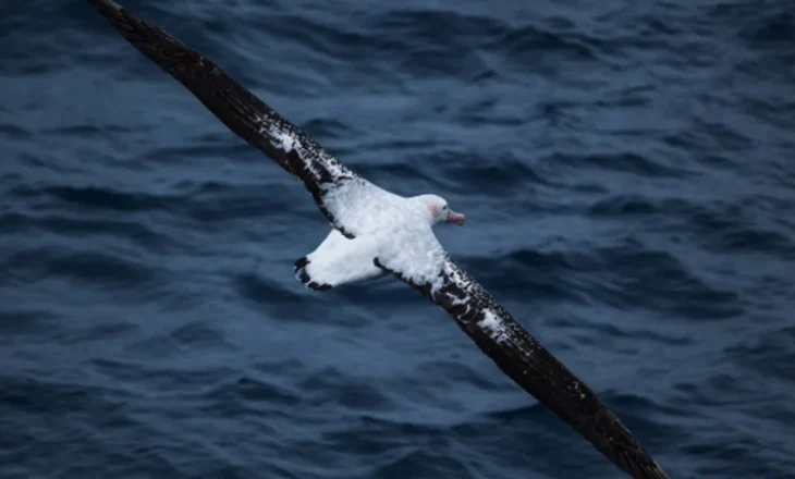 Gripi i shpendëve godet kolonitë më të mëdha të albatrosëve në botë