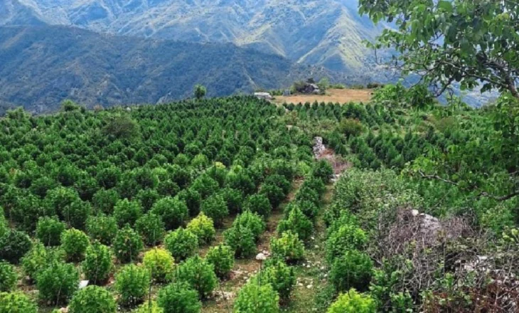 Kanabisi do rikthehet në Lazarat, pjesë e 10 zonave ku do të kultivohet për qëllime mjekësore