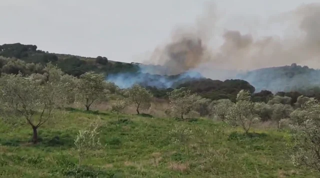 Zjarr në Fier, rrezikohen tokat me ullinj