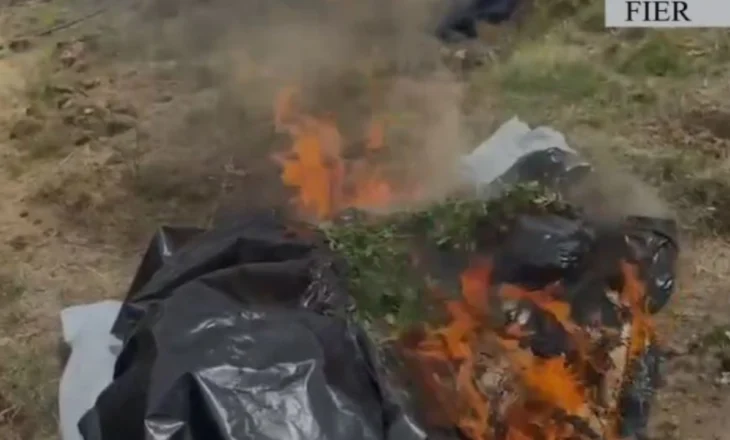 1000 fidanë kanabisi të mbjella në pyje, arrestohet 63-vjeçari në Fier! Digjet e gjithë lënda narkotike