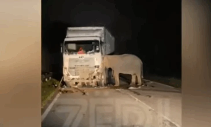 Aksidenti që përloti rrjetin! Elefanti i vogël përplaset nga kamioni, e ëma nuk lëviz nga vendngjarja (VIDEO PREKËSE)