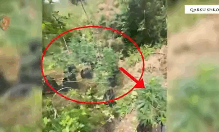 Aksioni policor “Koordinata”, gjen dhe asgjësohen 625 bimë të dyshuara narkotike cannabis sativa