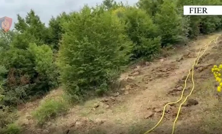 Akuzohet se kultivoi 1000 fidanë kanabis, arrestohet 63-vjeçari në Fier