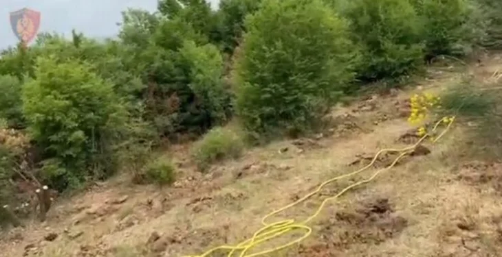 Asgjësohen 1233 bimë kanabisi në Shkodër, nis hetimi ndaj specialistit të pyjeve dhe rojës mjedisore