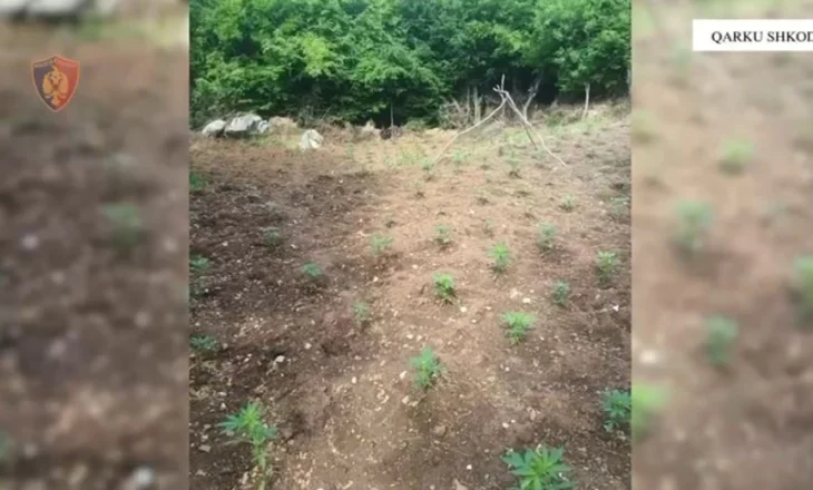 Asgjësohen mbi 1 mijë fidanë kanabis në Shkodër, asnjë i arrestuar