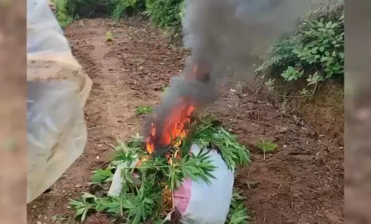 Asgjesohen mbi 1200 rrënjë kanabis në Shkodër