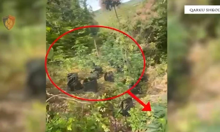 Asgjësohen mbi një mijë bimë kanabis, dy të proceduar në Shkodër