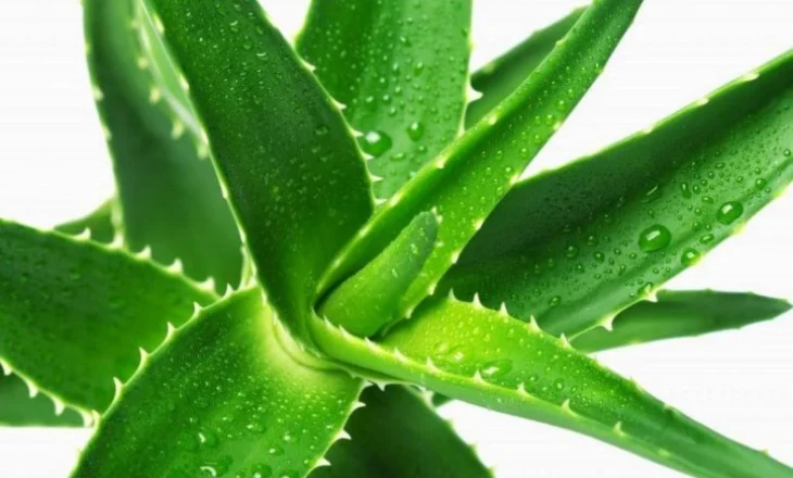 Bima e Pafundësisë Në Shtëpinë Tënde – Aloe Vera