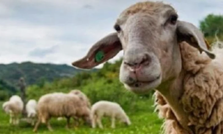 Blegtoria greke është në rënie ‘Ky nuk është zhvillim, është bixhoz’, tha Moschos, nënkryetar i Shoqatës Greke të Blegtorisë