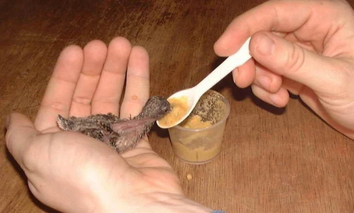 Çfarë ndodh nëse ushqeni zogun me ushqim të njerëzve?