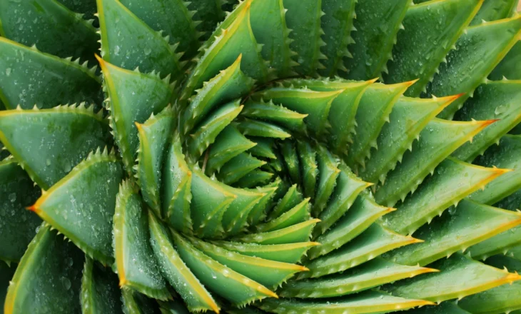 Cilat Janë Llojet më të Mira të Aloe Verës – Zbulojeni Përmes Fotove