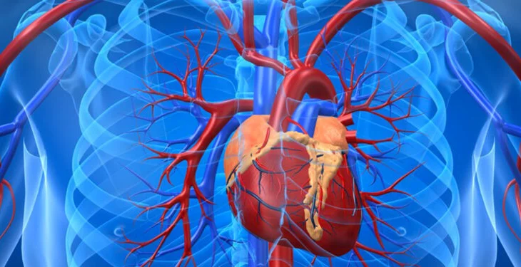 Dallimi midis diabetit të tipit 1 dhe 2, cili rrezikon më shumë zemrën