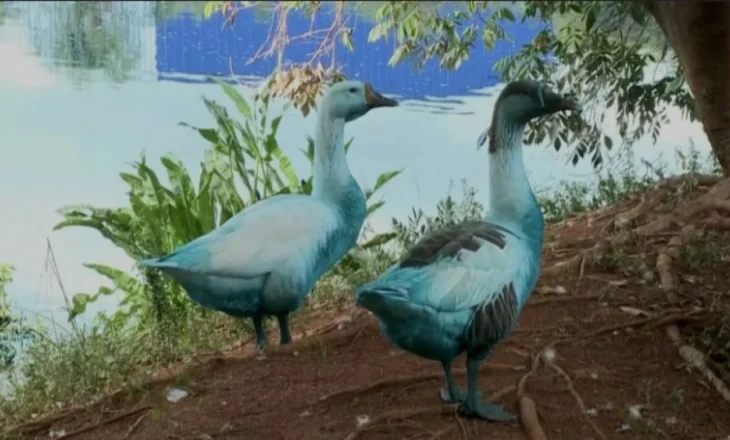 Derdhja e kimikateve në parkun e Brazilit ngjyros patat dhe vret peshqit