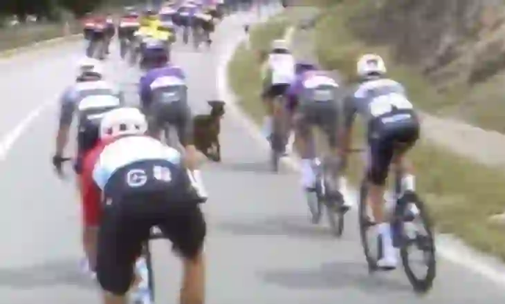 Dhia në Giro d’Italia: si e komentoi çiklisti që i doli para bagëtia e pafajshme shqiptare
