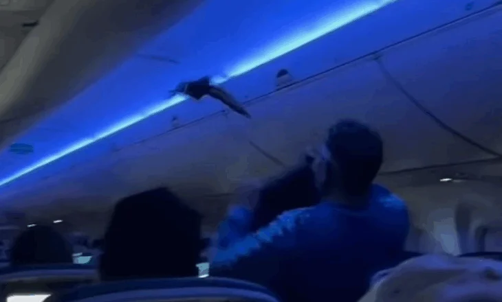 Dy pëllumba në kabinë ‘mbajnë peng’ fluturimin, incidenti i pabesueshëm në avion