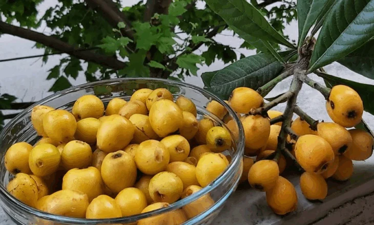 Është sezoni i nespullave, fruti i artë i pranverës me fuqi shëruese