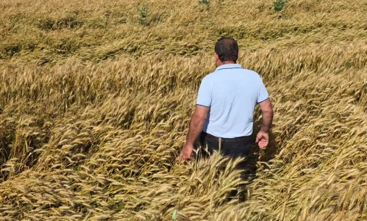Fermerët nuk heqin dorë nga gruri! Konkurrencë e ashpër me drithin e importuar, por në Fier ende e kultivojnë në sipërfaqe të mëdha