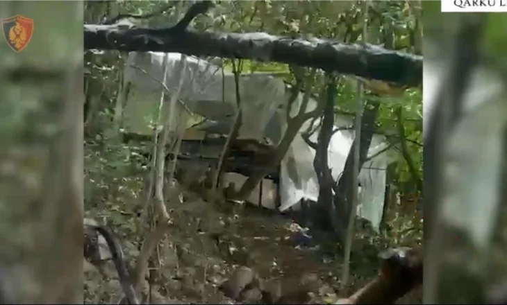 FOTO – Parcelë me kanabis në Malin e Rrencit, arrestohet 30 vjeçari nga Velipoja i kërkuar, dy të tjerë në kërkim