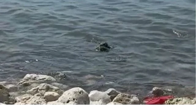 Gjendet pa jetë një person pranë portit të Shëngjinit, policia dyshon se është nga Fushë-Kruja