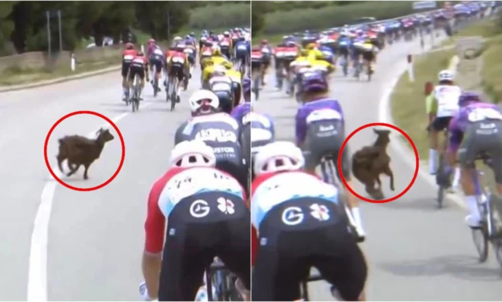 Incident në etapën e tretë të “Giro D’italia” në Vlorë, dhia hyn mes çiklistëve duke i penguar në garë (VIDEO)