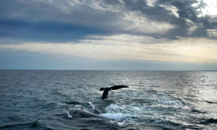 Kjo specie balene në zhdukje mund të riprodhohet shumë ngadalë për të shmangur zhdukjen