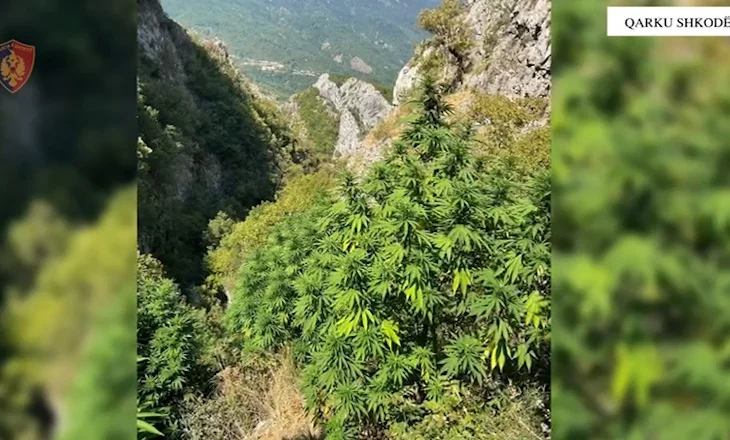 Kultivuan parcelën me kanabis në malësi, shpallen në kërkim 2 persona