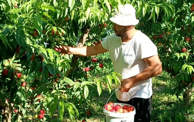 Lushnje, fermerët të kënaqur nga çmimi i pjeshkëve / Shumica e prodhimit për eksport