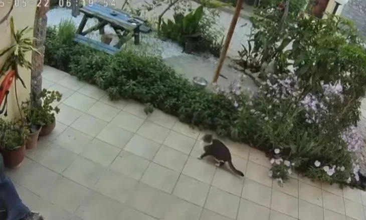 Macja parandjeu tërmetin e fuqishëm në Kretë, ja si vrapon për të gjetur strehë të sigurtë (Video)