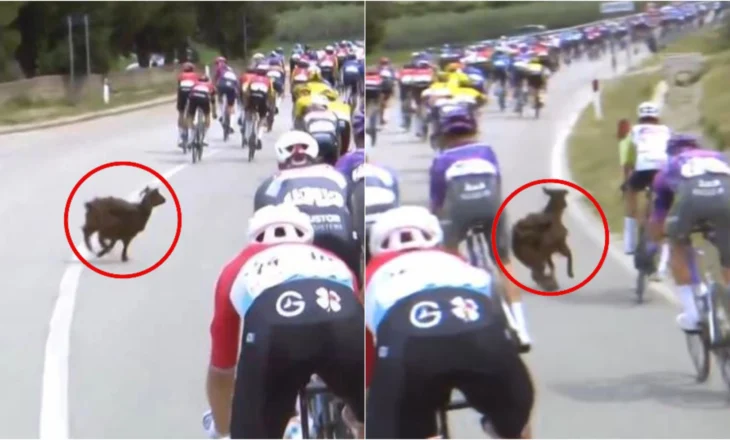Ndërpret Giro d’Italia, dhia nga Vlora bëhet virale në mediat botërore