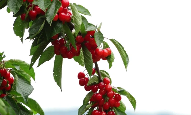 Në fshatin e qershive, fruti që i ktheu nga emigrimi! Fermerët në Godolesh të frikësuar, i druhen motit dhe rrugës