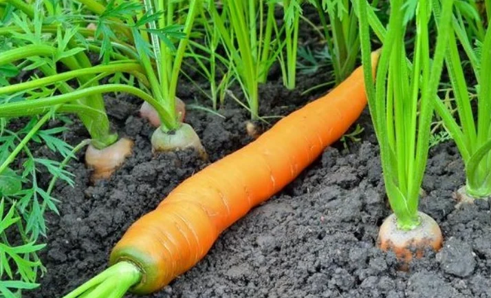 Pse karota nuk duhet të mungojë në dietën tuaj