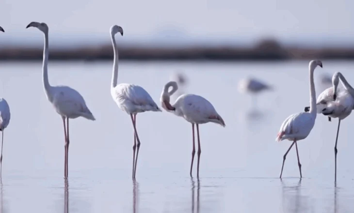 Rama ndan pamje nga fluturimi i flamingove në lagunën e Karavastasë: Shqipëria e bukur