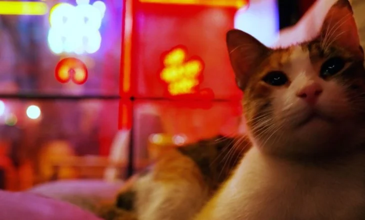 Rrathët e ferrit mbi tokë për felinët! CNN futet brenda rrjeteve që torturojnë macet për para