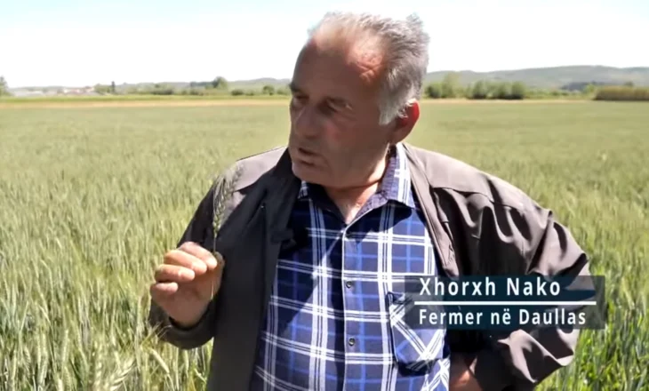 Rrëfimi i fermerit në Libofshë: Cilësia e grurit të fshatrave të Myzeqesë më i mirë se ai i huaj