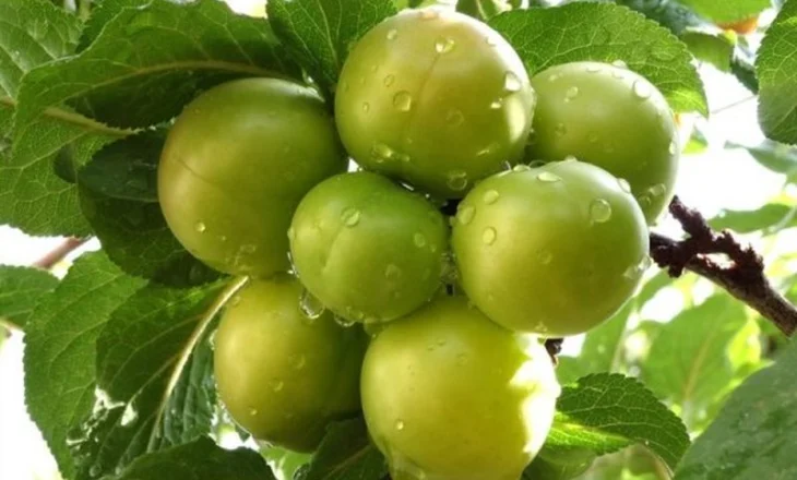 Shurupi i rrallë i kumbullave jeshile, një recetë e vjetër me vlera të jashtëzakonshme shëndetësore