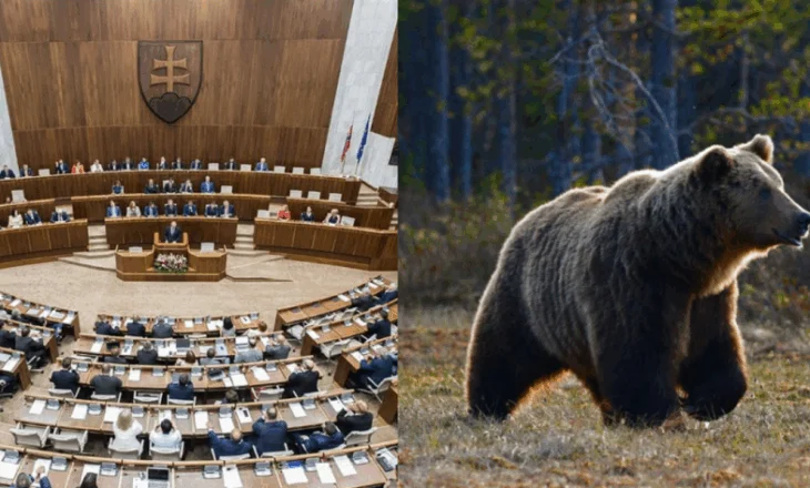 Sllovakia lejon tregtimin e mishit të ariut, organizatat mjedisore kundër…