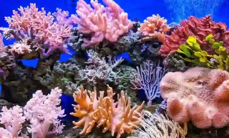 Të paktën 3,500 lloje kafshësh, të kërcënuara nga ndryshimet klimatike