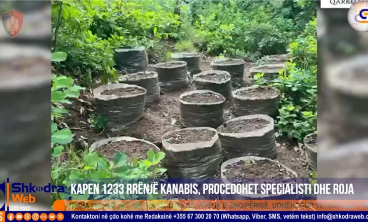 VIDEO – Kapen 1233 rrënjë bimë narkotike, procedohen penalisht specialisti i pyjeve dhe roja mjedisore