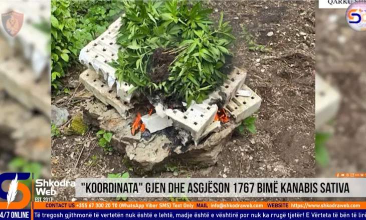 VIDEO – “Koordinata” gjen dhe asgjëson 1767 bimë kanabis sativa në Shllak dhe në Pult…