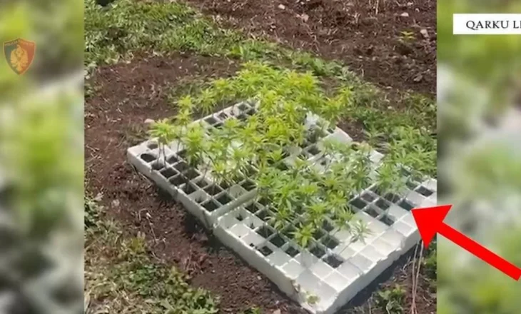 Zbulohen fidanë e bimë kanabis në Lezhë! Pranga 30-vjeçarit, në kërkim i vëllai, akuza dhe për plagosje